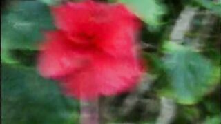 25343-latina-amateur-brasilena-caliente-follada-en-el-bosque